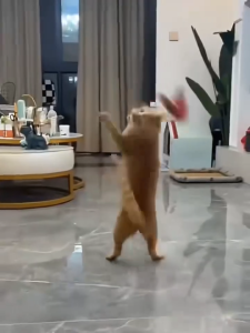 ของเล่นสัตว์เลี้ยง ปลอกคอแมว แบบอัตโนมัติ บรรเทาความเบื่อหน่าย รักษาตัวเอง สําหรับแมว ของเล่นแมวน่ารัก ปอกคอแมว-D24