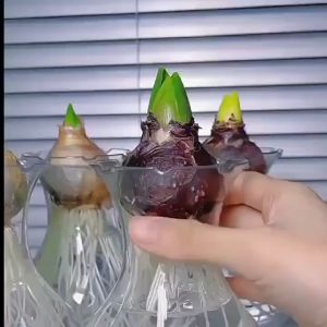 Củ hoa tiên ông hoa màu đỏ ( dạ lan hương)