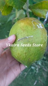 Lemon Citrus Fruit 10 Seeds Binhi Pantanim Outdoor Garden Plant