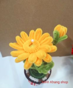 Hoa kẽm nhung chậu hoa để bàn chậu hoa mini