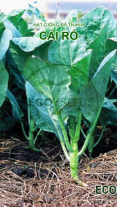 [EcoSeeds] Combo 2 Gói Hạt Giống Cải Rổ Trang Nông - Xuất Xứ New Zealand Lá Quắn - Gói 20g