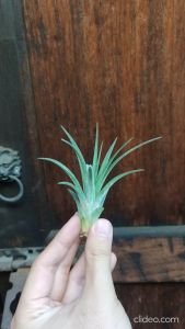 Tillandsia Capitata Peach x Ionantha Druid / Airplant / 空气凤梨- 黄精灵 x 卡比塔塔桃红 /空气草- 黄精灵 x 卡比塔塔桃红