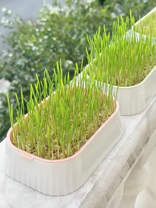 【GUGU-W】หญ้าแมว ชุดปลูกข้าวสาลีแมว ออร์แกนิค ต้นข้าวสาลีแมว ถาดเพาะต้นอ่อน ไฮโดรโปนิกส์ 3สี