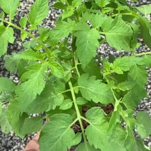 ต้นมะเขือเทศสีดา เพาะในถุงดำ 5.5 นิ้ว ต้นแข็งแรง พร้อมปลูก ผักสวนครัว ผักสวนครัวปลูกง่าย ผักสวนครัวพร้อมปลูก ผักออร์แกนิก