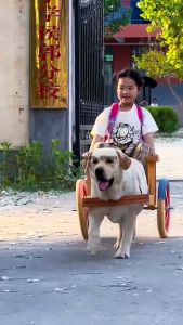 หนังสือการเลี้ยงสุนัข ลาบราดอร์ รีทรีฟเวอร์