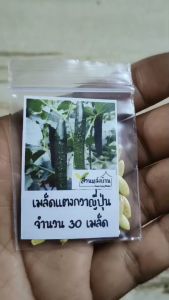 30 เมล็ด แตงกวาญี่ปุ่น เมล็ดแตงกวาญี่ปุ่น เมล็ดแตงกวา แตงกวา