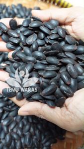 Biji Kedaung 100gr atau kedawung Asli Hutan - Organik