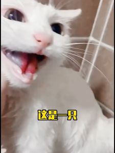 Pet Mall - 50 Pcs Finger Wipes Dental Care Dog Cat Teeth Universal Pet Toothbrush Remove Tartar Clean Wipes