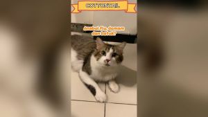 iCare Pets Flu Reliever - Obat Flu dan Batuk Kucing Anjing Herbal 10ml