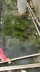 CHỔI MẠ ĐỒNG Tay Cầm Inox Dài 130cm Chà Sân Vườn Vệ Sinh Nơi Rêu Bám Bẩn Kích Thước 20cm ->30cm-> 45cm