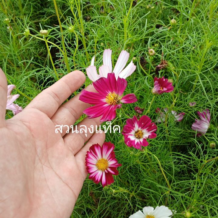 คอสมอส Cosmos ดาวกระจาย ฝรั่ง ต้นคอสมอส ต้นจริงพร้อมดอกในถุงชำ สวนลุง ...