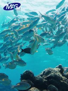MAG | IFOS Certified Deep Sea Cat Fish Oil Capsules
