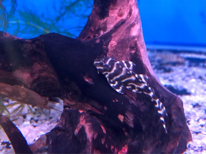 [LIVE FISH] L333 King Tiger Pleco 1/2/3/5Pcs (Small Pet) | Lazada