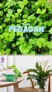 Tazakka Teh Daun Pegagan Isi 20 Kantong Celup Herbal Membantu Melancarkan Sirkulasi Darah