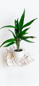 Tanaman Bambu hoki hijau - pohon hias bisa media air - srirejeki pembawa keberuntungan