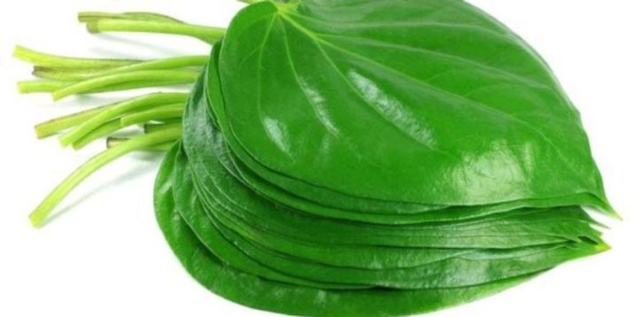 daun sirih ketemu ruas 10 lembar segar