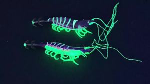 5pcs/set Simulation Shrimp Squid Jigs Set 10.5cm Luminous Shriimp Prawn Lures with Soft Legs Saltwater Octopus Cuttlefish EGI