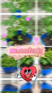 500-600 กรัม/แพ็ค x 2 ถุง มะพร้าวสับ - สามารถสั่งได้เพียงออเดอร์ 10 เซต/ออเดอร์