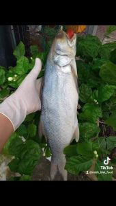 Khô Cá Chét Mặn Muối Dùi Cà Mau- ĐẶC SẢN MINH TRIẾT