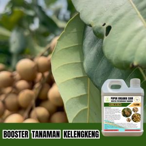 Pupuk Kelengkeng 1 Liter Cepat Berbuah Lebat Booster Cair