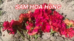 Sam hoa hồng cánh kép hoa nở cả ngày