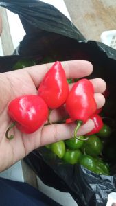 Cabe Gendot Merah Fresh 1kg
