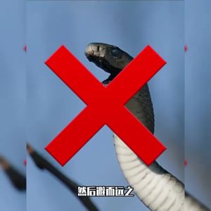 510g Penangkal Ular Untuk Rumah Snake Repellent Obat Pengusir Ular Tahan Hujan Memancing Dan Berkemah