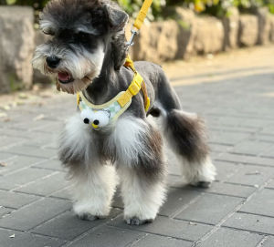 2025 New Pet Dog Chest Strap Teddy Snow Nan Medium Small Dog Anti-Loss Traction Rope High Aesthetic Value Dog Leash