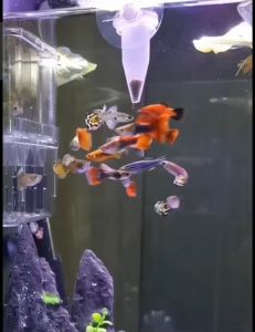 Ống nhựa Hít kính đựng thức ăn nhỏ giọt Artemia cho cá cảnh 5ML