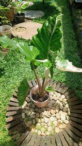 ้ต้นโปโตร่า โปโตร่าด่าง อโลคาเซียโปโตร่าด่าง Alocasia Portora Variegated (สูง20-30ซม.)