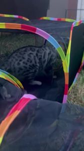 Outdoor Cat Enclosure Portable Cat Tents for Outside Cage Free Playpen Pet Tunnel Playground for Indoor Cats & Small Animals