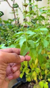 Benih Super Daun Kemangi: Cara Membudidayakan & Maksimalkan Hasil