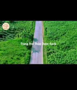 Trà bưởi non túi lọc hỗ trợ giảm cân mỡ máu tiểu đường detox thanh lọc cơ thể