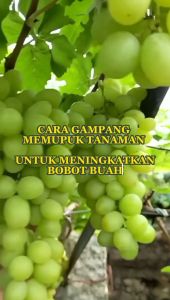 Ritrina 100ml - Beli 1 Gratis 1 - Pupuk Cair Pelebat Tanaman Cabe Mangga Anggur Alpukat Jeruk Durian