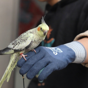 Terrain Kun | Anti-Bite Waterproof Bird Training Glove