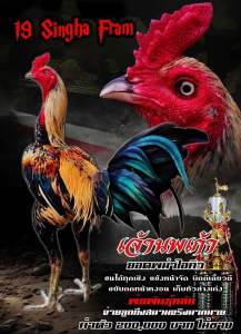 ไข่เชื้อไก่ชน สายเลือดมหานคร100% รับประกันเชื้อ ฟักออกจริง ส่งด่วนทั่วประเทศ