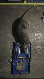 JEBAKAN TIKUS MATH perangkap tikus - senteg - pembasmi tikus - penangkap tikus