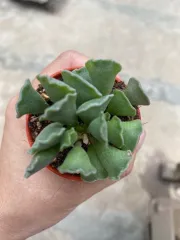 Echeveria Claudia Rose Succulent 克罗地亚玫瑰諁多肉植物Succulent