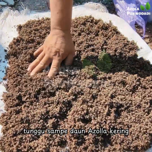 Pupuk Organik Azolla 5 kg - Pupuk Nutrisi untuk Tumbuhan