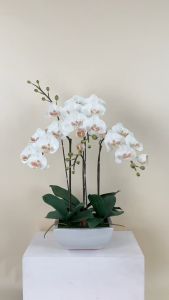 กระถางกล้วยไม้ประดิษฐ์ กล้วยไม้ฟาแลนจัดในกระถางเซรามิค