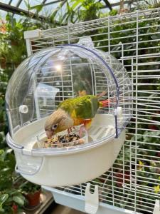 Feather Tribe Anti-Splash Feeder Dining Box for Parrots Hanging Outdoor Feeding Tool Monastic Phoenix Tiger Parrot Restaurant