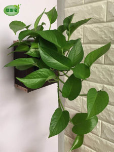 Green Wall Plant Holder Deer Antler Fern Hanging Board Photo Frame Wall Mounted Water Absorption Ivy Potted Plant Garden Decor