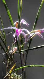 BRASSAVOLA AMETHYST - BÁN THEO HƯỚNG – NÉT ĐẸP NHẸ NHÀNG CÀNG NGẮM CÀNG MÊ - MAI HUY SINCE 2008