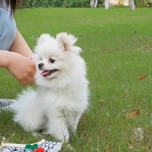 Bộ dây dắt Chó Mèo kèm yếm ren dễ thương (mẫu mới) - Hara Pet Store