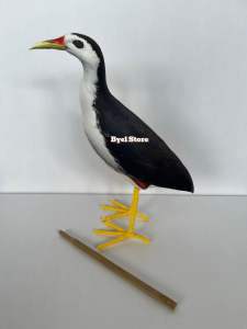 Patung Burung Truwok Kareo Padi - Jontrot burung ruak ruak