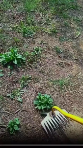 11Teeth Weeding Uprooting Tool Multi Purpose Kalaykay for Garden Grass Remover Tool Grass Rake Garden Weeder Thicken Manganese Steel Dual Purpose Weeding Tool Weeding Rake