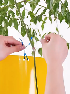 100 ใบ แผ่นกาวดักแมลงขนาด สีเหลือง ไม่กลัวฝนไม่กลัวแดด กาวเหนียว 2 ด้าน สำหรับดักแมลงวันทอง แมลงศัตรูพืชต่างๆ แผ่นกาวดักแมลงกาวดักหนูกาวดักนก