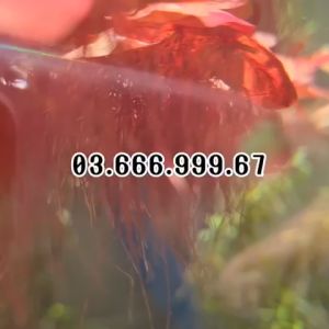 Combo 5-50 nhánh bèo rễ đỏ bẻo thuỷ sinh cây thuỷ sinh cây bán cạn cây cắt cắm giá rẻ