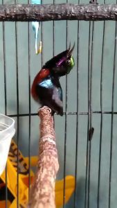 RAJA NECTAR PALING COCOK BUAT PAKAN HARIAN BURUNG KONIN DAN SOGON