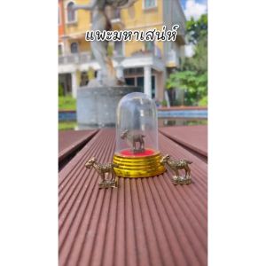 แพะทองเหลืองแท้ ราคาส่ง